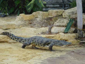 Ferme aux crocodiles